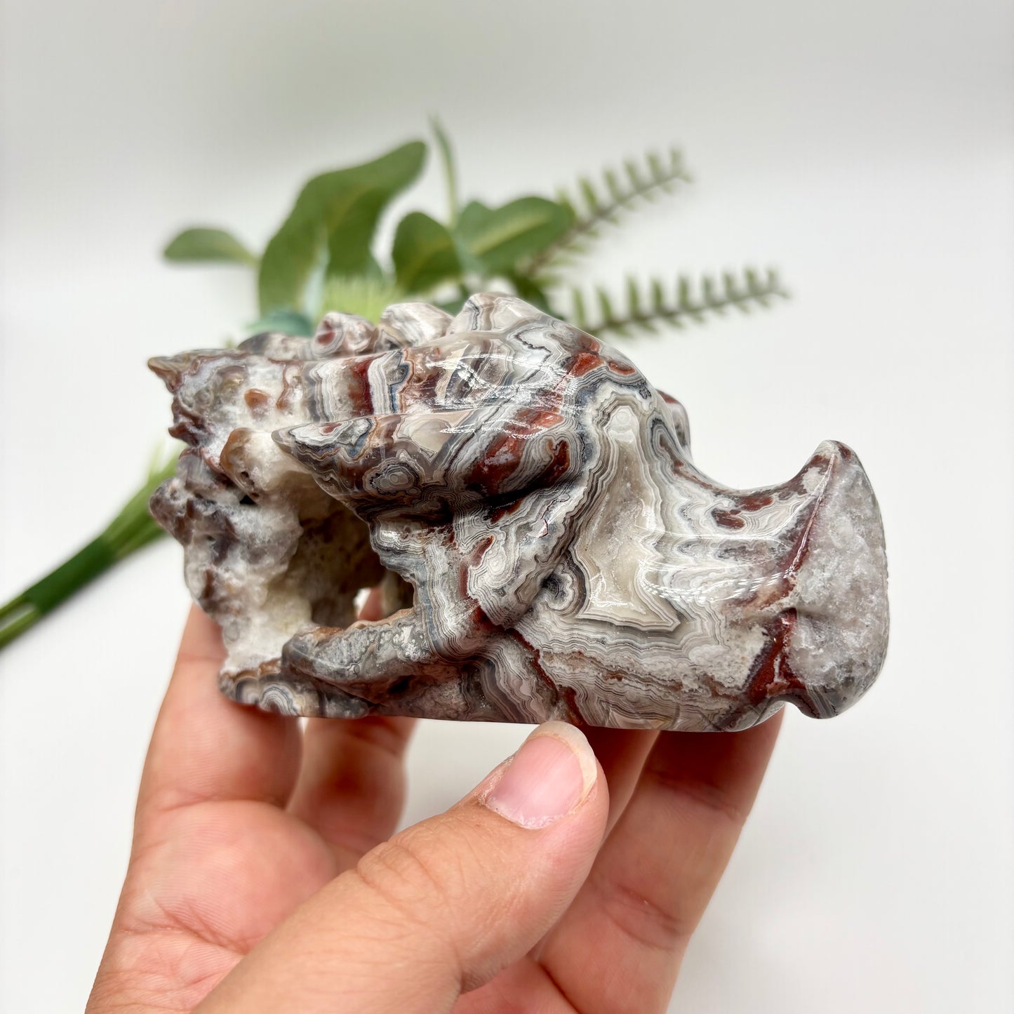 Mexican Crazy Lace Agate Dragon Heads