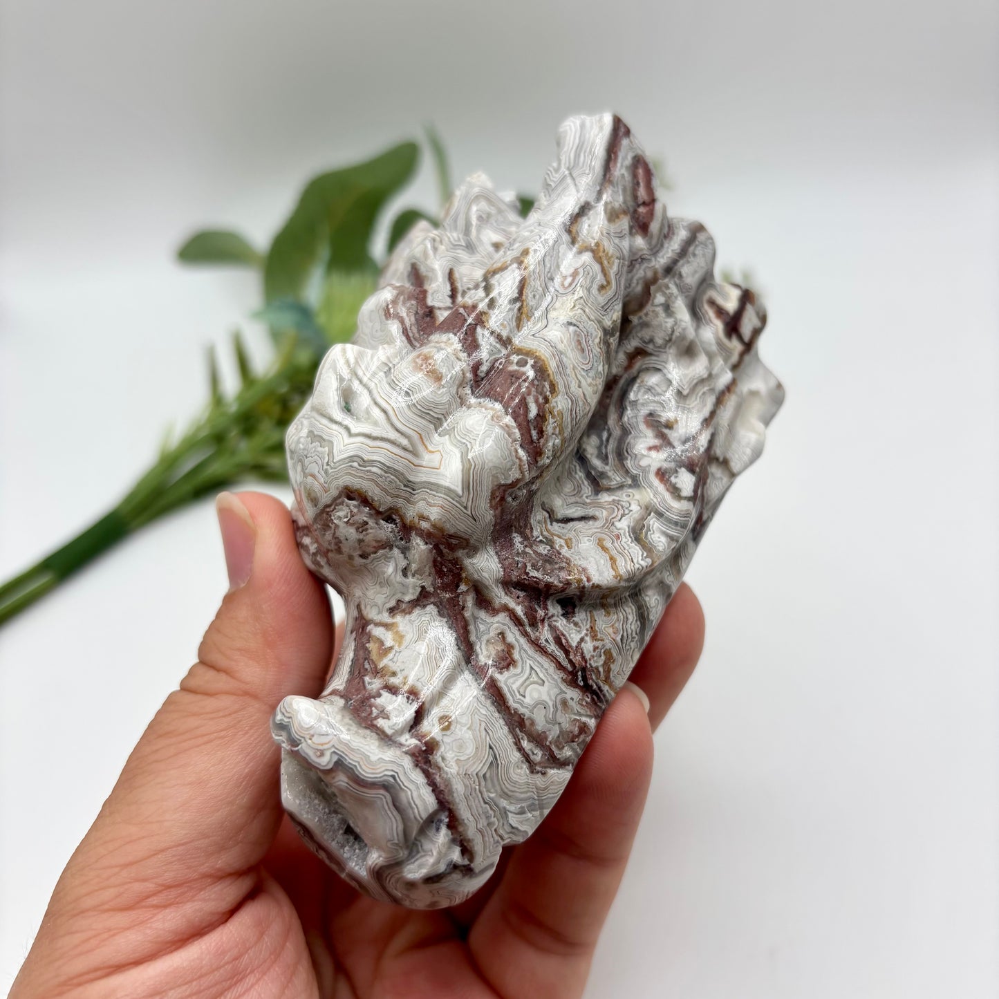 Mexican Crazy Lace Agate Dragon Heads
