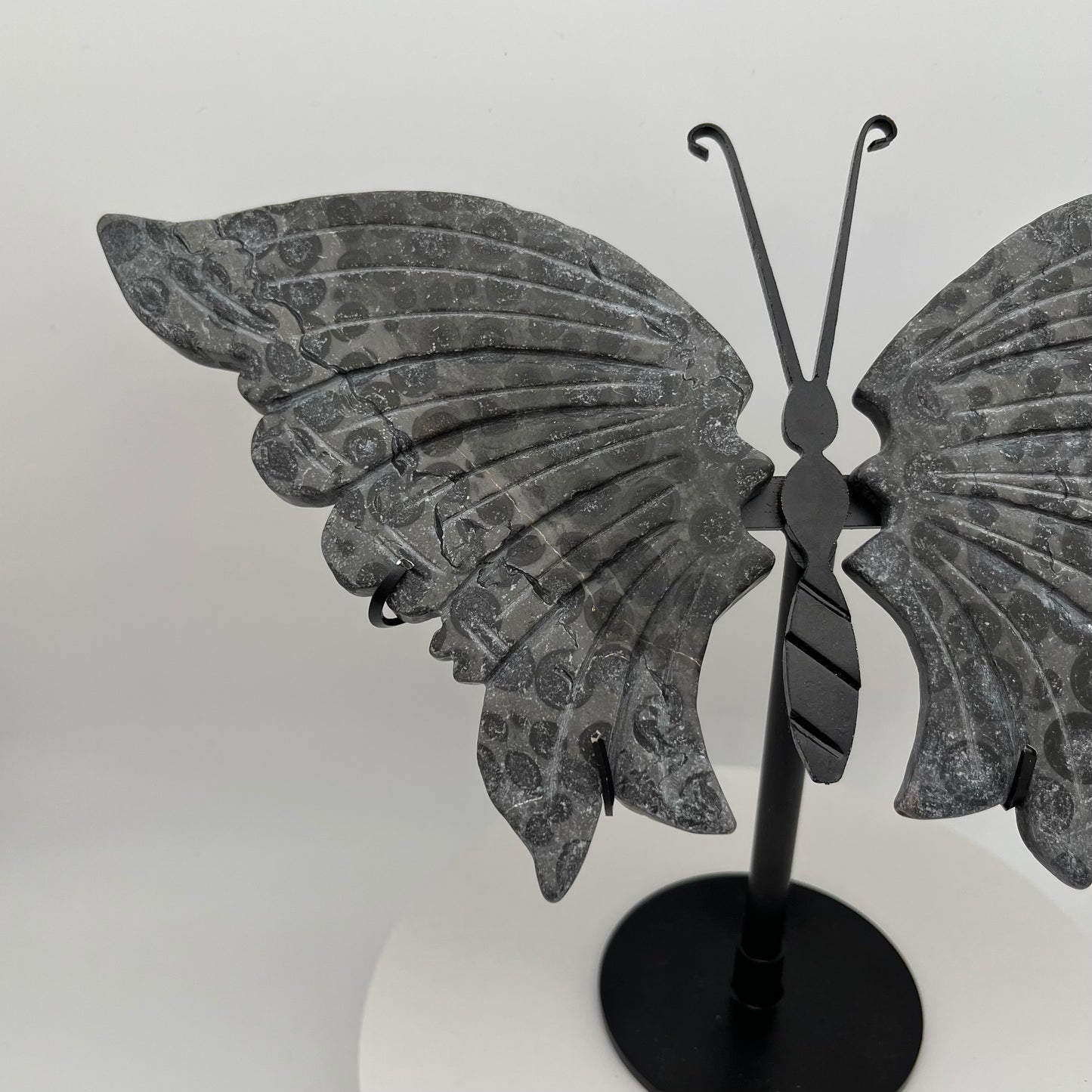 Leopard Jasper Wings