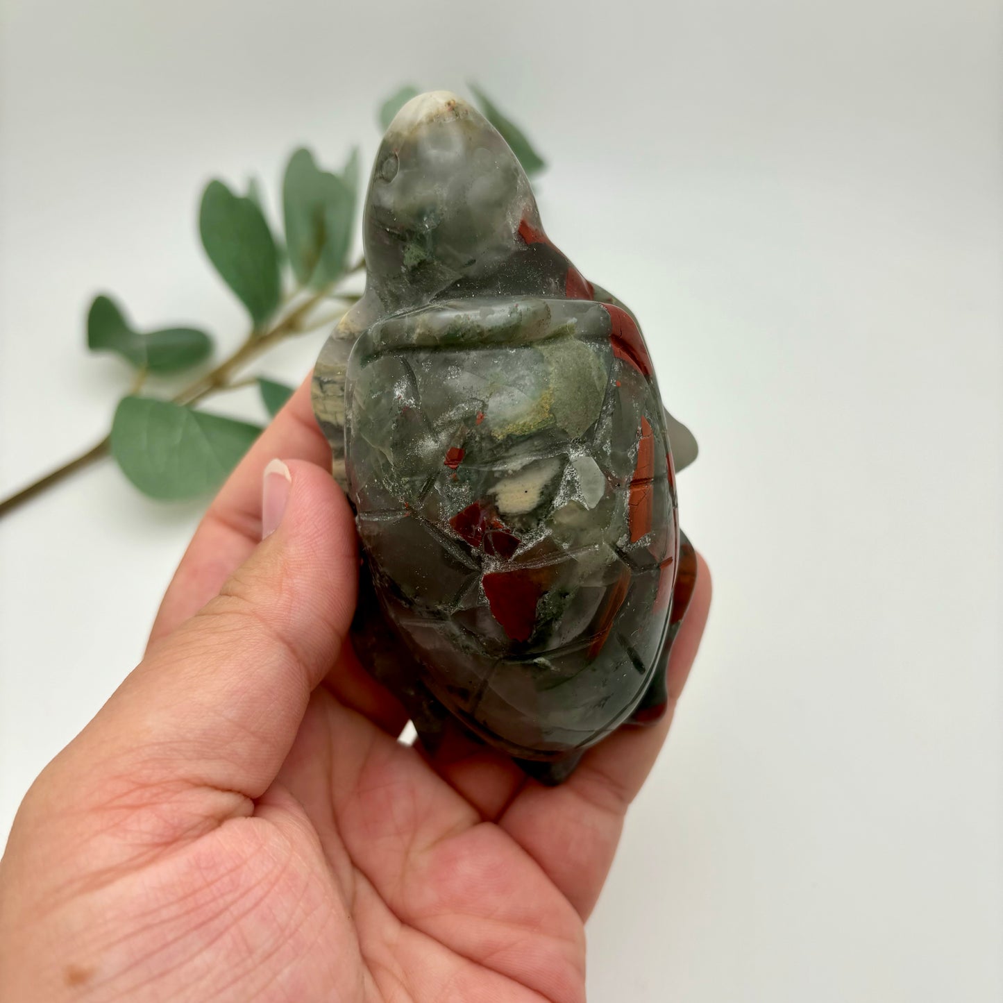 African Bloodstone Sea Turtles