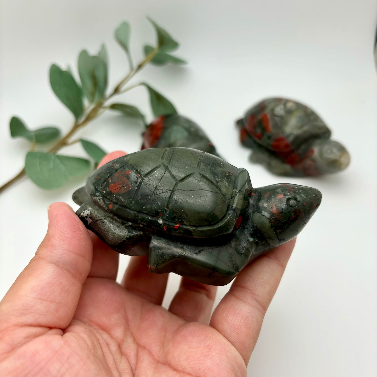 African Bloodstone Sea Turtles