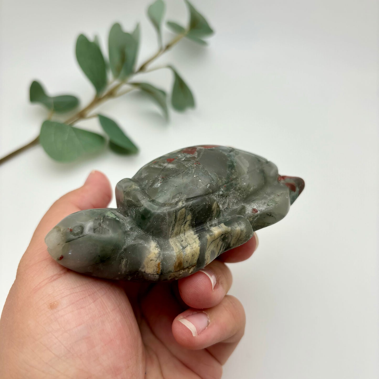 African Bloodstone Sea Turtles