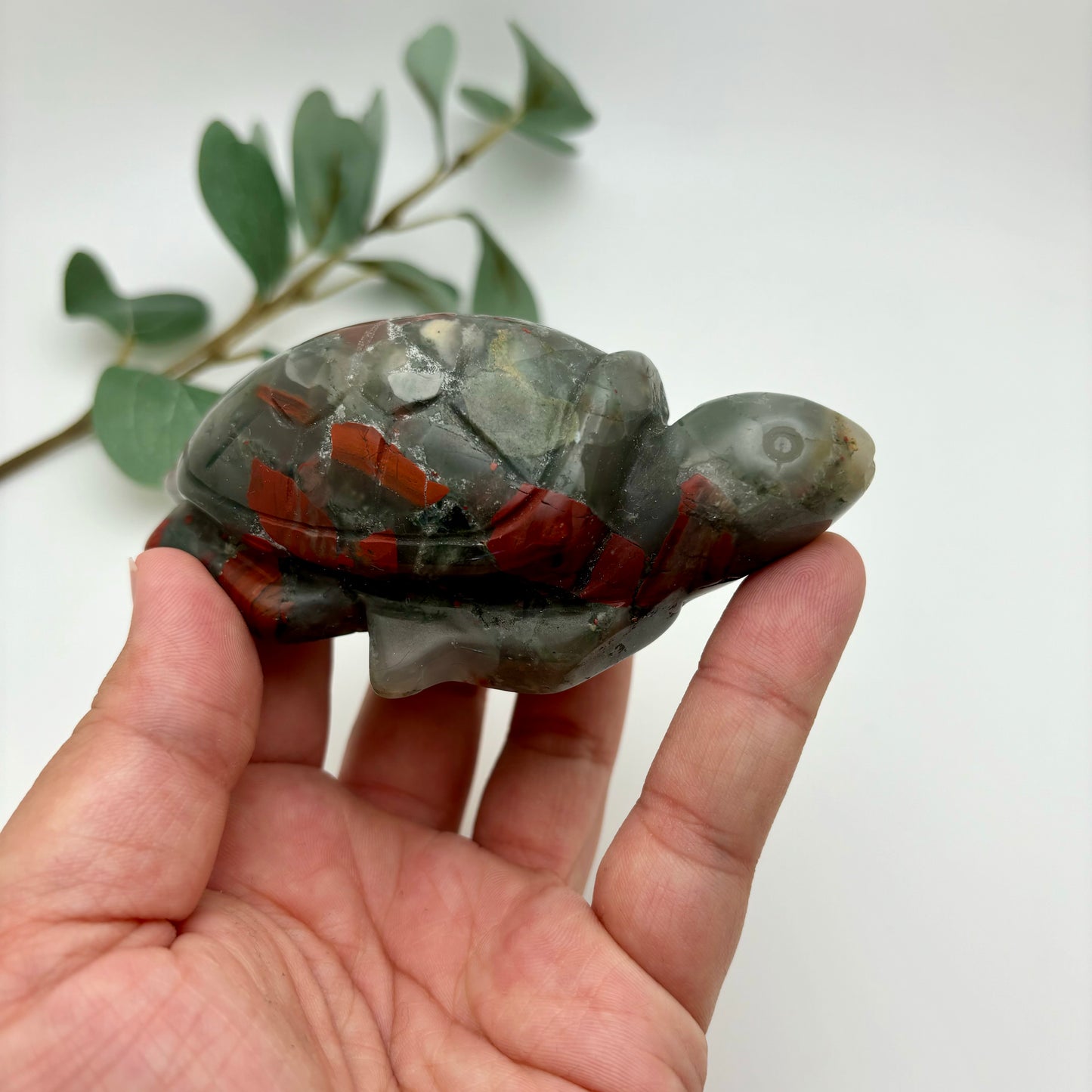 African Bloodstone Sea Turtles