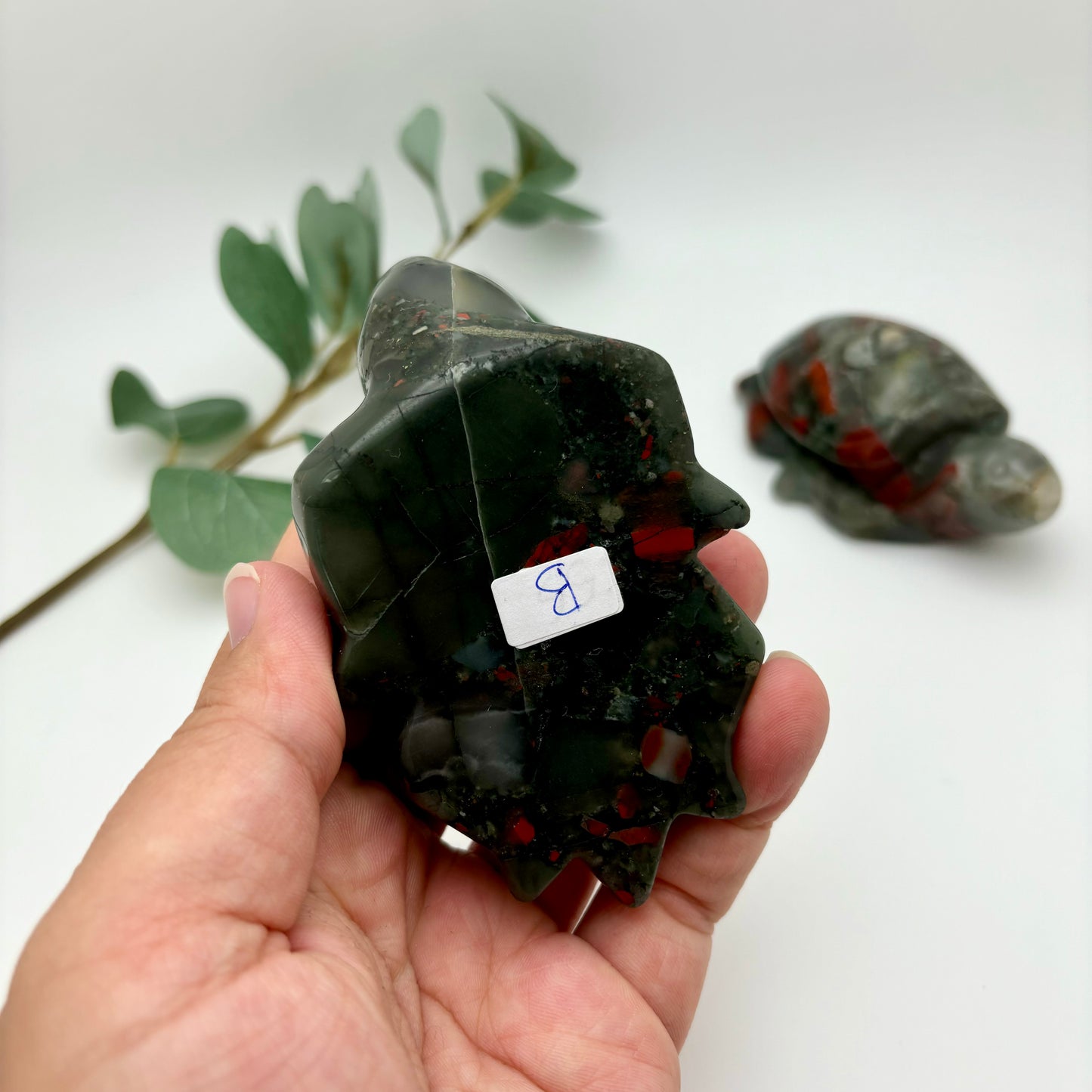 African Bloodstone Sea Turtles