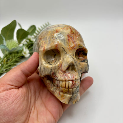 XL Crazy Lace Agate Skull