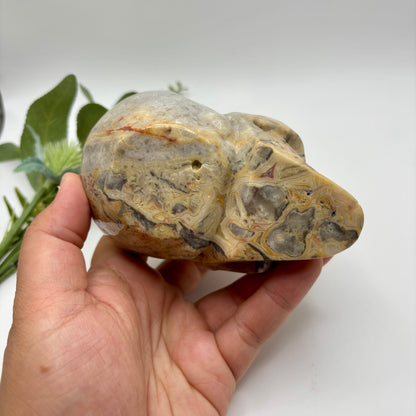 XL Crazy Lace Agate Skull
