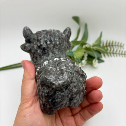 Highland Cows (XL)