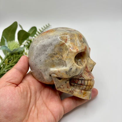 XL Crazy Lace Agate Skull