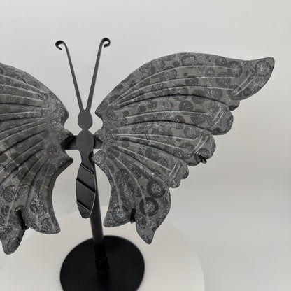 Leopard Jasper Wings