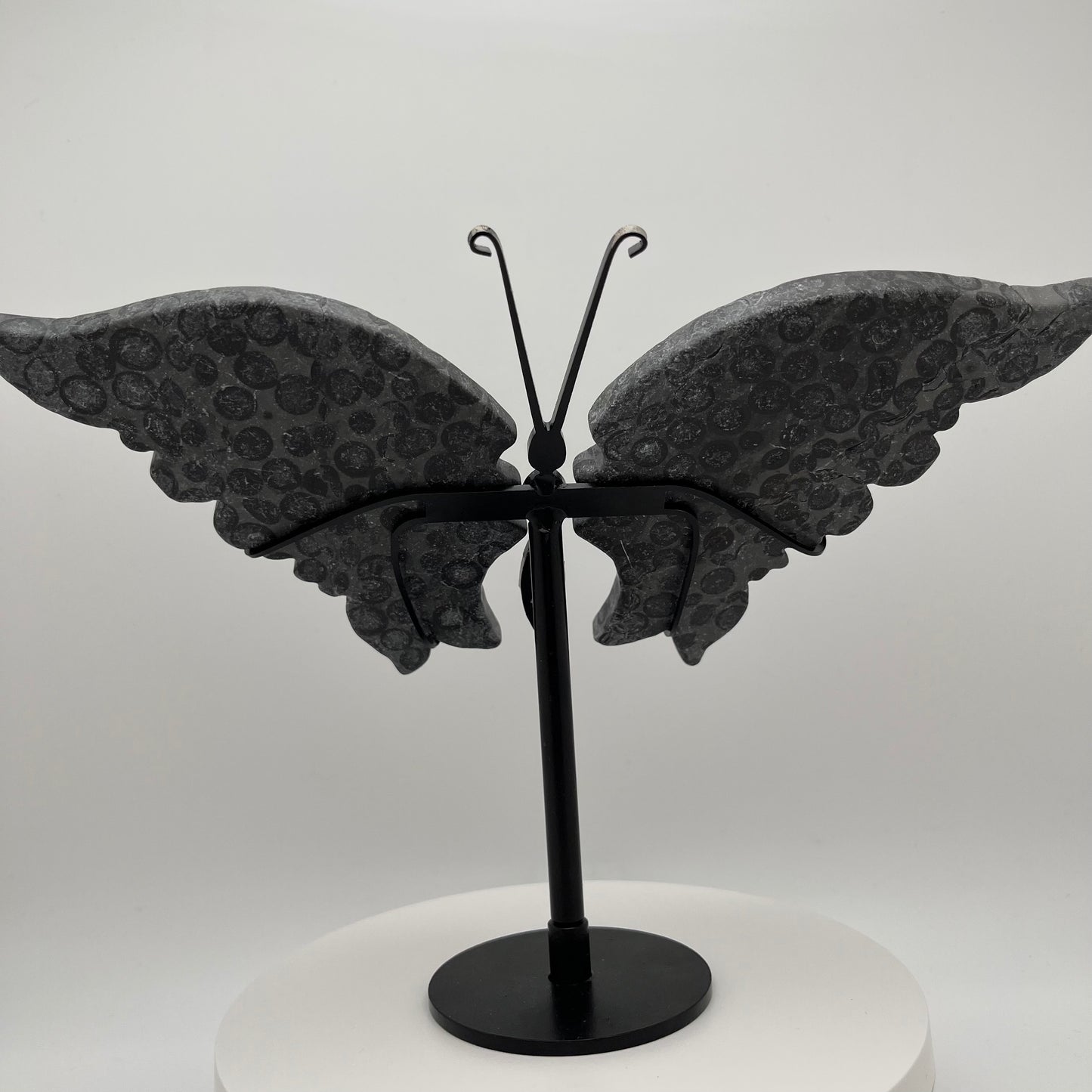 Leopard Jasper Wings