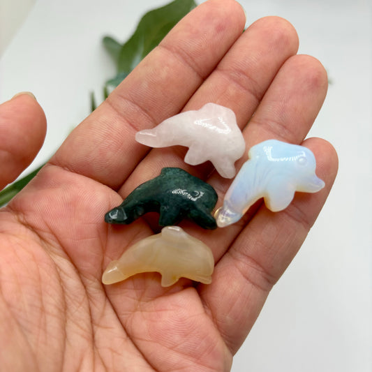Mini Dolphins